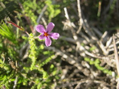 Jamesbrittenia calciphila