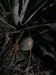 Mammillaria albilanata