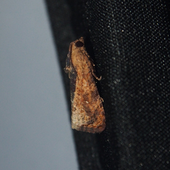Cryptophlebia ombrodelta
