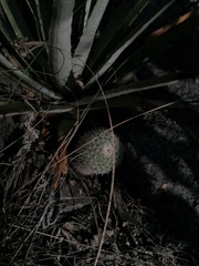 Mammillaria albilanata
