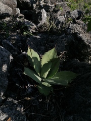 Agave potatorum
