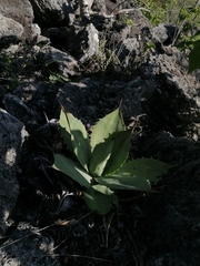 Agave potatorum