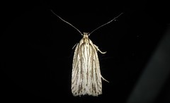 Agonopterix umbellana