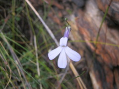 Lobelia dichroma