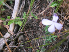 Lobelia dichroma