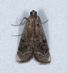 Euzophera semifuneralis