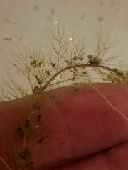 Utricularia geminiscapa
