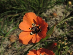 Moraea insolens