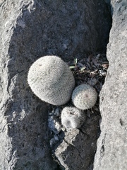 Mammillaria albilanata