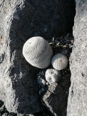 Mammillaria albilanata