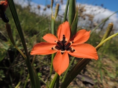 Moraea insolens