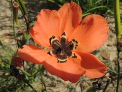 Moraea insolens