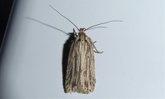 Agonopterix umbellana