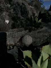 Mammillaria albilanata