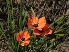 Moraea insolens