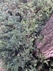 Ilex aquifolium