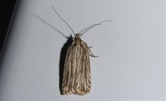 Agonopterix umbellana