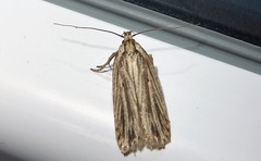 Agonopterix umbellana