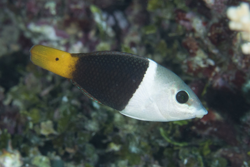 Blackeye Thicklip