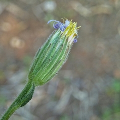 Vittadinia cuneata