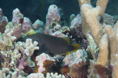 Cephalopholis cyanostigma