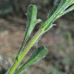 Vittadinia cuneata