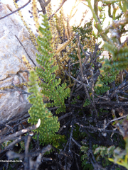 Cheilanthes hirta hirta