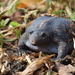Mexican Burrowing Toad - Photo (c) Alvaro Monter Pozos, some rights reserved (CC BY-NC), uploaded by Alvaro Monter Pozos