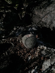 Mammillaria albilanata