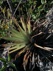 Hechtia glomerata