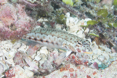 Parapercis clathrata