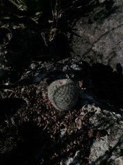 Mammillaria albilanata