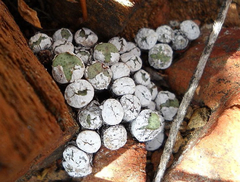Conophytum truncatum