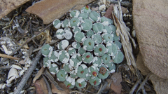 Conophytum truncatum