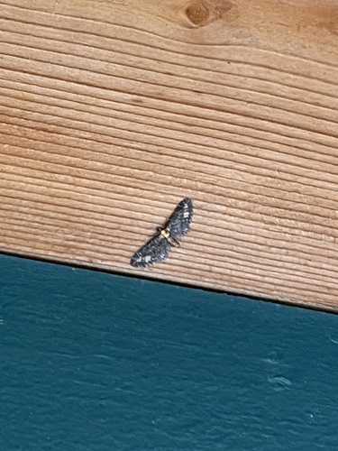 Eupithecia flavigutta photo 2