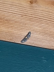 Eupithecia flavigutta