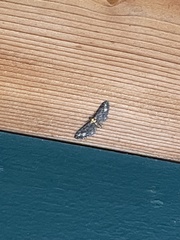 Eupithecia flavigutta