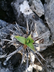 Agave kerchovei