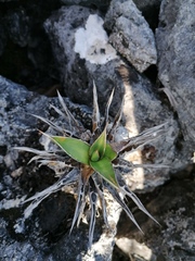 Agave kerchovei