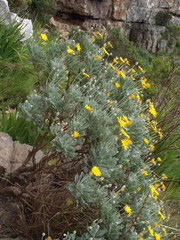 Euryops pectinatus pectinatus
