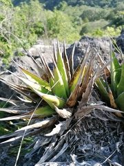 Agave convallis
