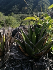 Agave convallis