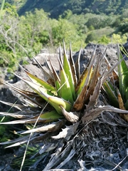 Agave convallis