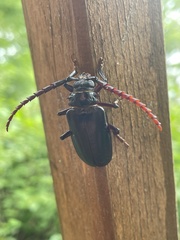 Prionus insularis
