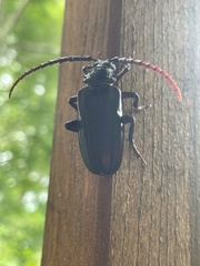 Prionus insularis