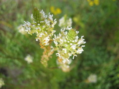 Hebenstretia integrifolia