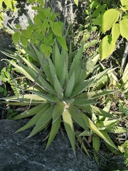 Agave kerchovei