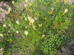 Hebenstretia integrifolia