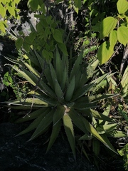 Agave kerchovei