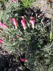 Oxalis heterophylla